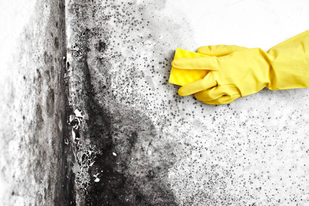 Best Commercial Mold Inspection  in Man, IL