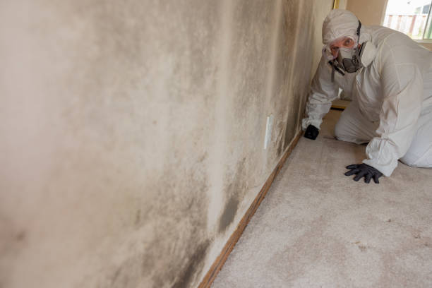 Best Forensic Mold Investigation  in Man, IL